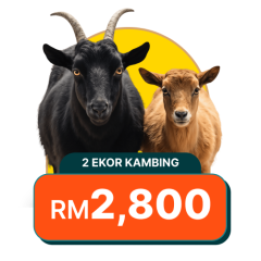 2 Ekor Kambing (Anak Lelaki)